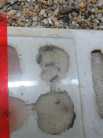 20200719 Ectomomyrmex Nest.JPG