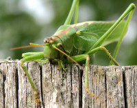 Tettigonia-Kopf_129.jpg