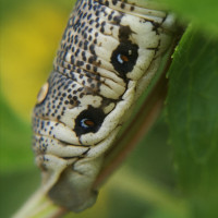 IMG_20200727_002841.jpg (932.77 KiB) 83341-mal betrachtet IMG_20200727_002841.jpg