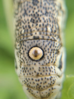 IMG_20200727_002613.jpg (873.27 KiB) 83341-mal betrachtet IMG_20200727_002613.jpg