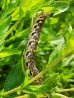 IMG_20200727_002637.jpg (853.17 KiB) 83341-mal betrachtet IMG_20200727_002637.jpg