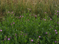 IMG_20200727_002916.jpg (906.84 KiB) 83341-mal betrachtet IMG_20200727_002916.jpg