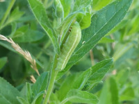 IMG_20200727_002714.jpg (453.83 KiB) 83341-mal betrachtet IMG_20200727_002714.jpg