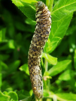 IMG_20200727_004516.jpg (868.38 KiB) 83341-mal betrachtet IMG_20200727_004516.jpg