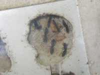 20200804 Ectomomyrmex Nest.JPG