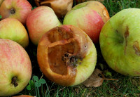 Apfel-Hornis_165.jpg