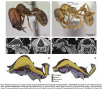 Pheidole-thor.-crop-b.jpg