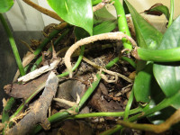 20200911 Odontomachus Terrarium.JPG