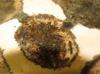 20200911 Odontomachus Nestkammer.JPG