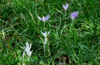 Colchicum_199.jpg