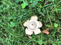 Erdstern Geastrum cf triplex 1.jpg