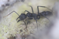 20201005 Neoponera apicalis.JPG