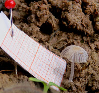 Tintling 1- Coprinopsis sp.-243.jpg