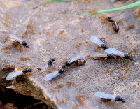 S.Fug.m.Arb._276.jpg (972.35 KiB) 71732-mal betrachtet S.Fug.m.Arb._276.jpg