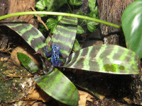 Dendrobates tinctorius var. azureus.JPG