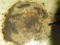202031031 Ectomomyrmex astutus.JPG (1.59 MiB) 17292-mal betrachtet 202031031 Ectomomyrmex astutus.JPG