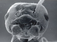 Plagiolepis sp.jpg (189.52 KiB) 123928-mal betrachtet Plagiolepis sp.jpg