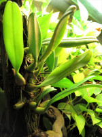 20201202 Terrarium Orchidee Bulbophyllum sp 2.JPG