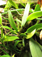 20201202 Terrarium Orchidee Bulbophyllum sp 1.JPG