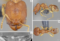 Pheidole-obapara;-aus-dem-z.jpg