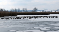 5-Enten_462.jpg