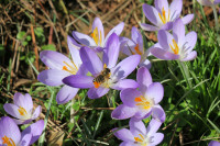 1-Crocus,-Biene_3501.jpg