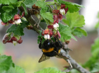 1-Bombus-terr.Det._663.jpg