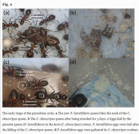 (1)Pol.lamellid.Fig.2.jpg (138.43 KiB) 149856-mal betrachtet (1)Pol.lamellid.Fig.2.jpg