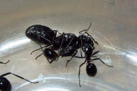 (2)gallery_207_284_22781.jpg (41.89 KiB) 149856-mal betrachtet (2)gallery_207_284_22781.jpg