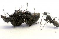 (3)Polyrhachis lamellidens DasAmForumChreisben  16.1.06.jpg (57.01 KiB) 149856-mal betrachtet (3)Polyrhachis lamellidens DasAmForumChreisben  16.1.06.jpg