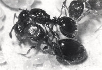 (5)M.-algerianus-würgend-web.jpg (81.68 KiB) 149856-mal betrachtet (5)M.-algerianus-würgend-web.jpg