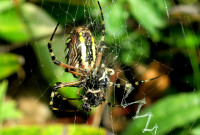 2-Argiope,-Fl.Maden_225.jpg