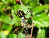 5-Argiope-m.Wespe_231.jpg