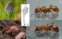 41598_Myrm.und-Rickia_Fig1_.jpg