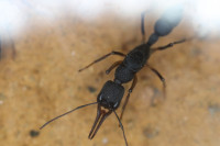 Harpegnathos venator.JPG