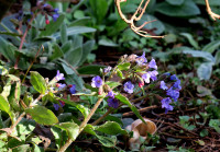 8-Pulmonaria off._511.jpg