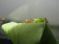 Oecophylla smaragdina bauen neues Nest 2.JPG