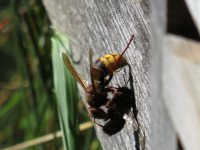 Hornisse beim Bienenstand.JPG