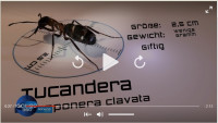 Paraponera.jpg