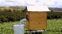 17700_Automatischer-Bienenstock-Flow-Hive.jpg
