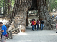 2009-08-Aug.-USA-Calif.Sequo.jpg