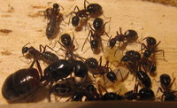 Camponotus.JPG