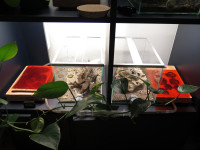 20250101 Pogonomyrmex barbatus Anlage.JPG (1.71 MiB) 176820-mal betrachtet 20250101 Pogonomyrmex barbatus Anlage.JPG