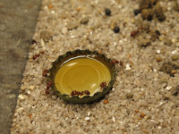 20250101 Pogonomyrmex barbatus Honig.JPG (1.05 MiB) 176820-mal betrachtet 20250101 Pogonomyrmex barbatus Honig.JPG