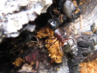 Camponotus cf. ligniperdus.JPG