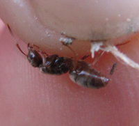 Lasius Chthonolasius cf 3.JPG