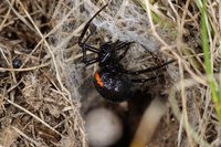 Steatoda paykulliana (3)a.jpg