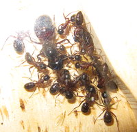 Winterruhe Camponotus ligniperdus.JPG