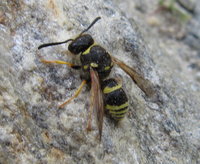 Ancistrocerus sp.JPG