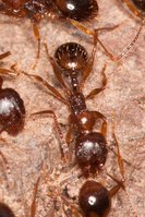 Aphaenogaster_subterranea_20150317_06.jpg